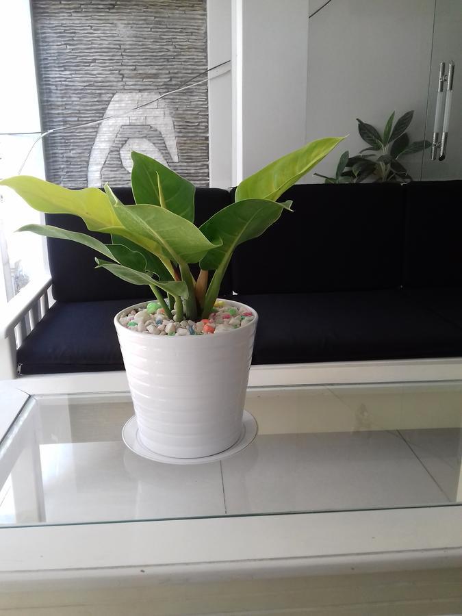 Seasala Hotel Vung Tau Exterior photo